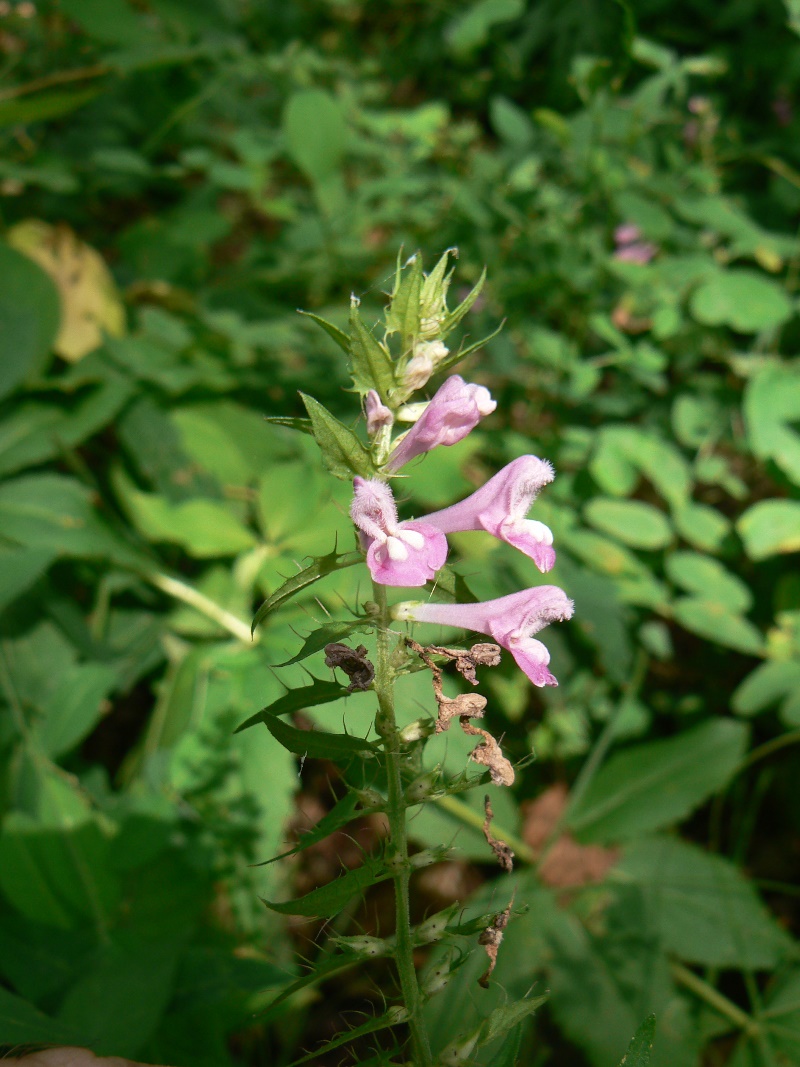 Image of Melampyrum roseum specimen.