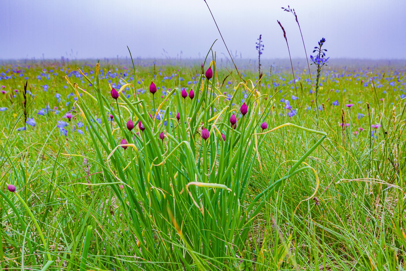 Image of Allium schoenoprasum specimen.