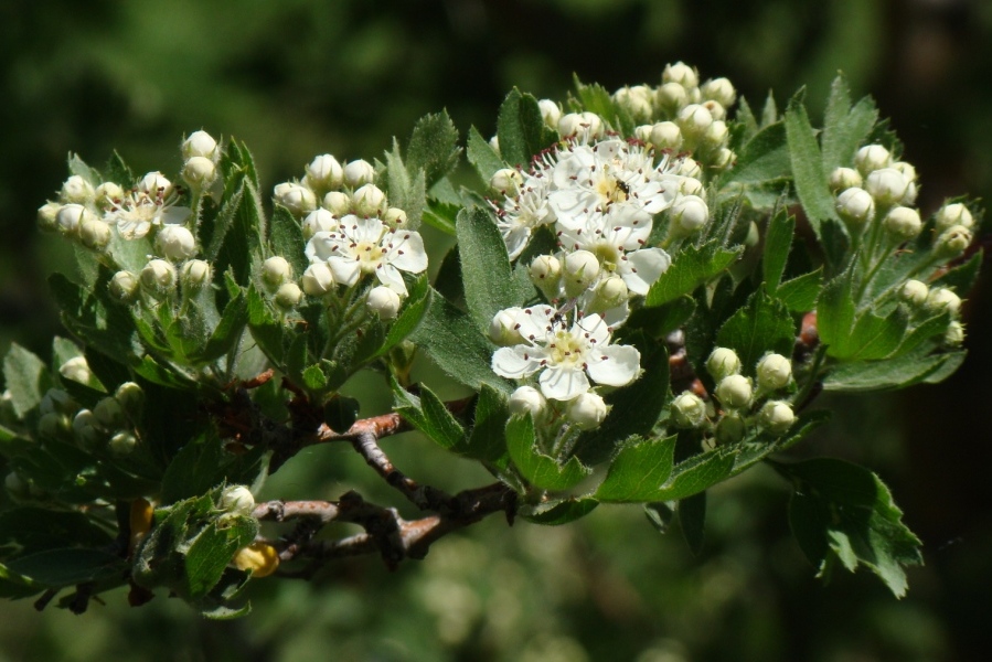 Изображение особи Crataegus meyeri.