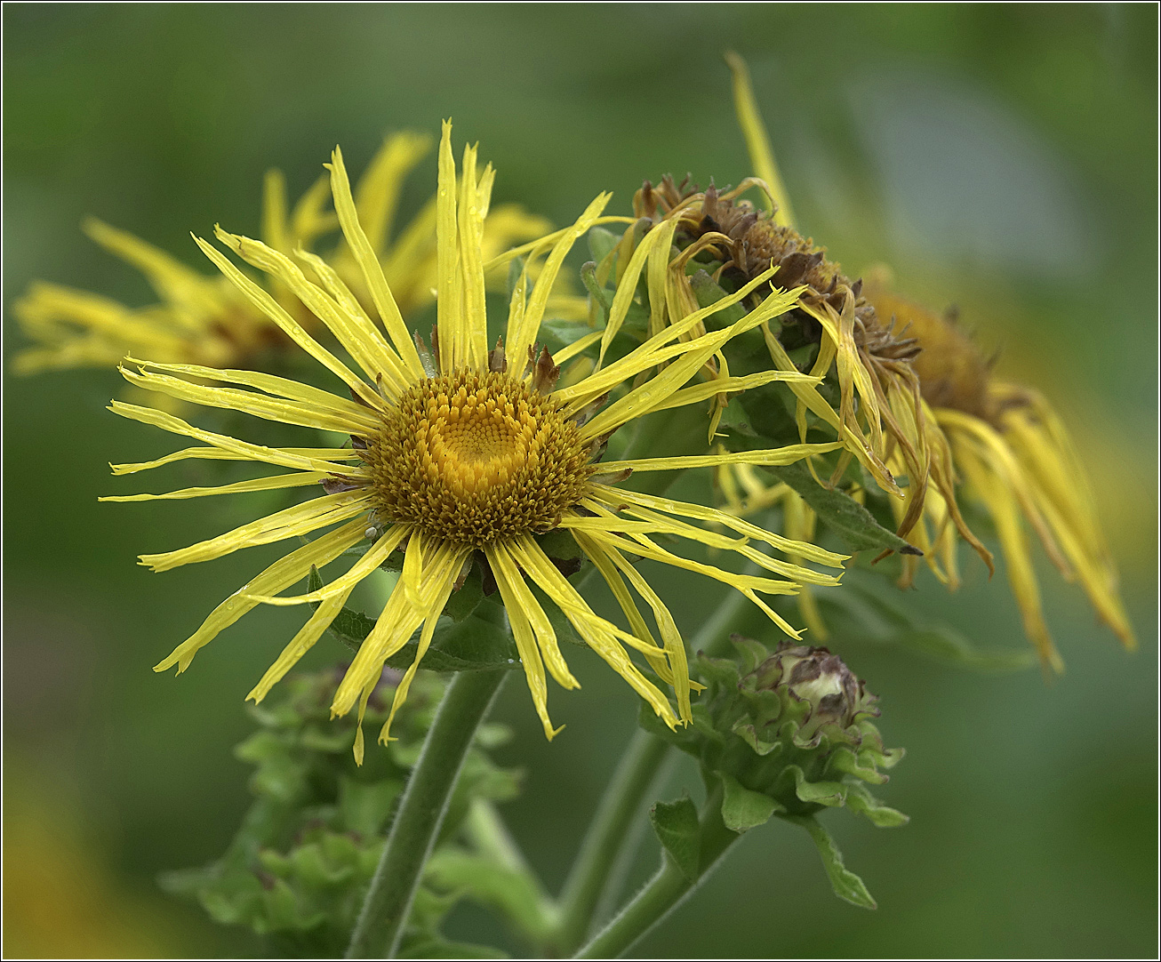 Изображение особи Inula helenium.