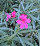 Nerium oleander