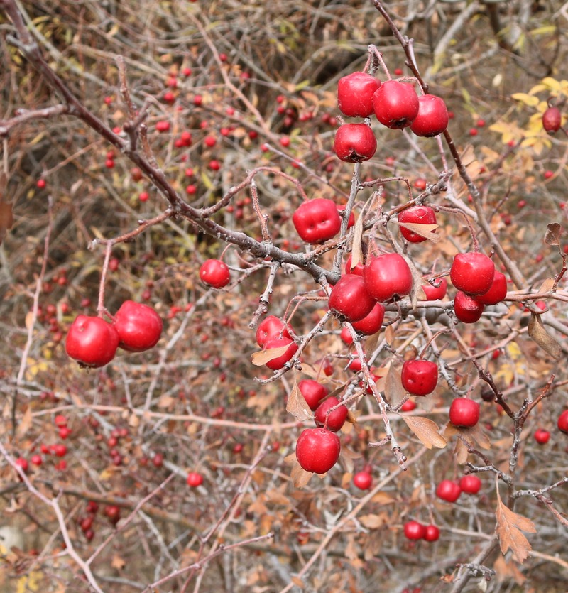 Изображение особи род Crataegus.