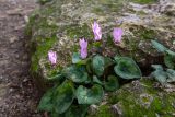 Cyclamen persicum. Цветущее растение между камнями. Израиль, национальный парк \"Бейт Гуврин\", маквис. 17.02.2020.