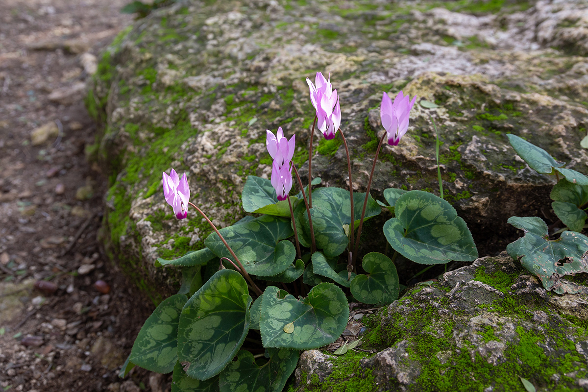 Image of Cyclamen persicum specimen.