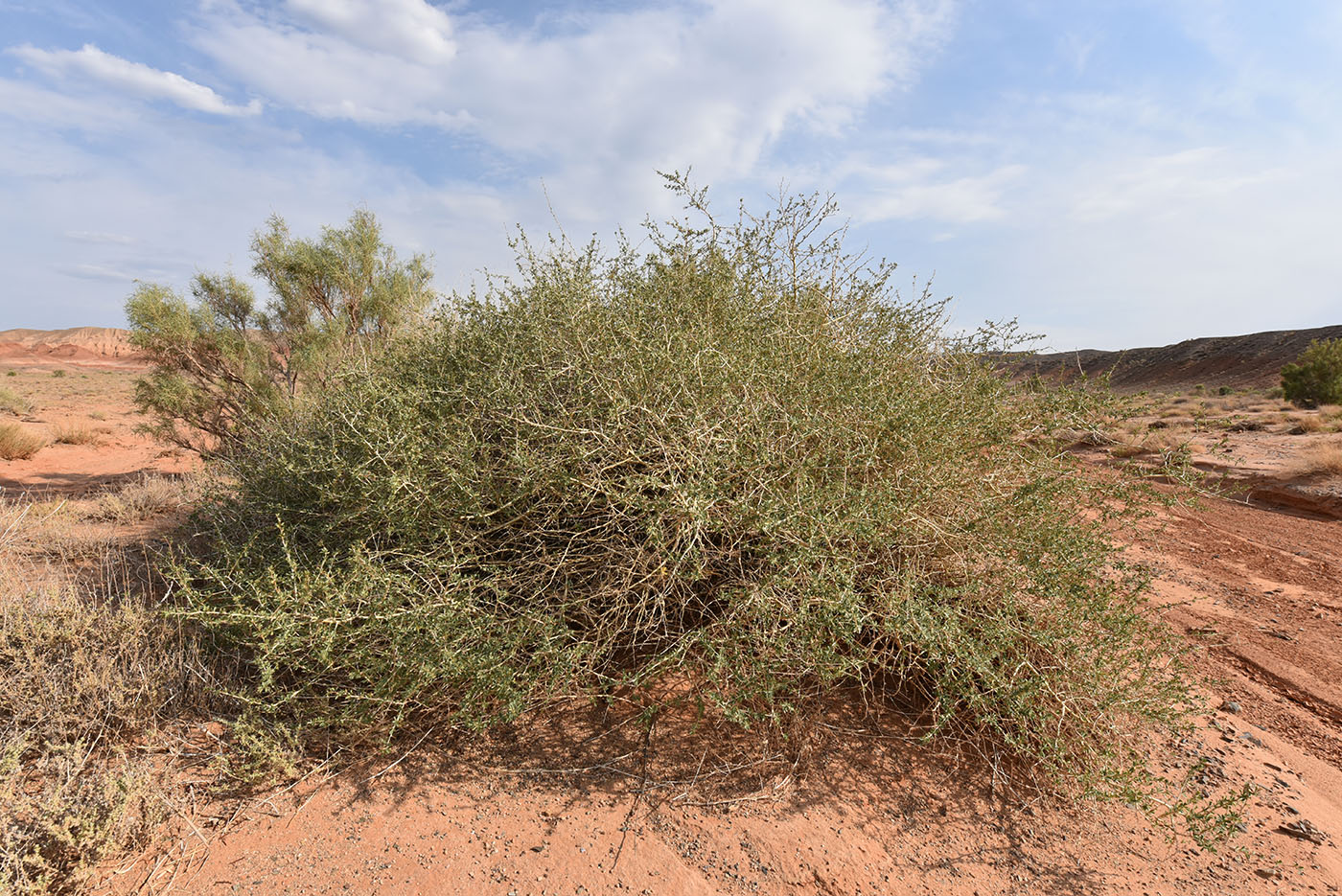 Image of genus Caragana specimen.