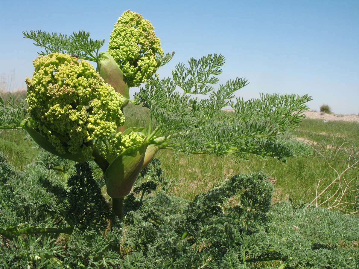 Изображение особи Ferula dissecta.