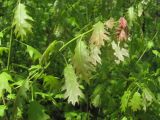 Quercus rubra. Верхушка молодого побега. Северная Осетия, окр. г. Владикавказ, лес. 10.05.2021.