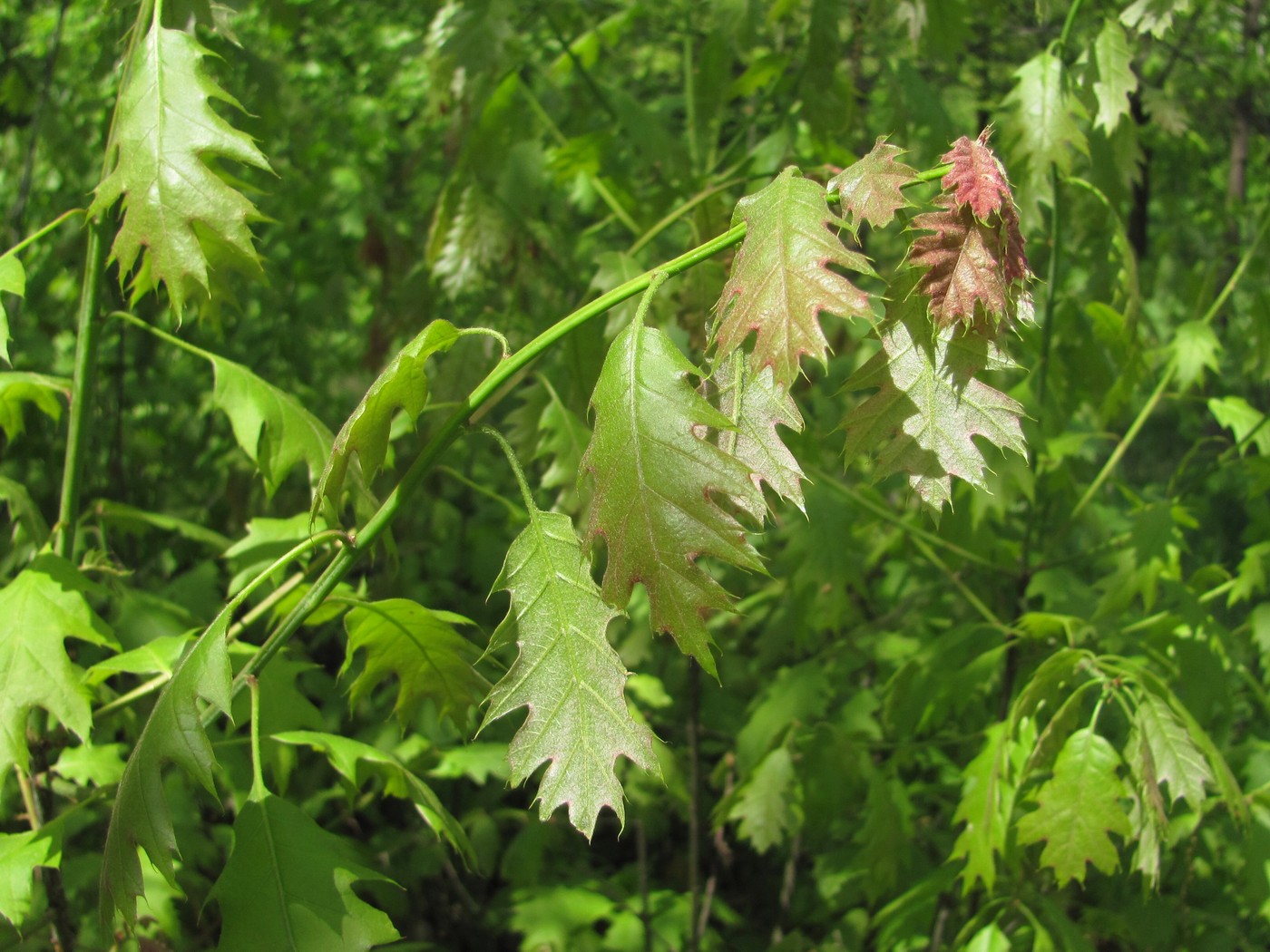 Image of Quercus rubra specimen.