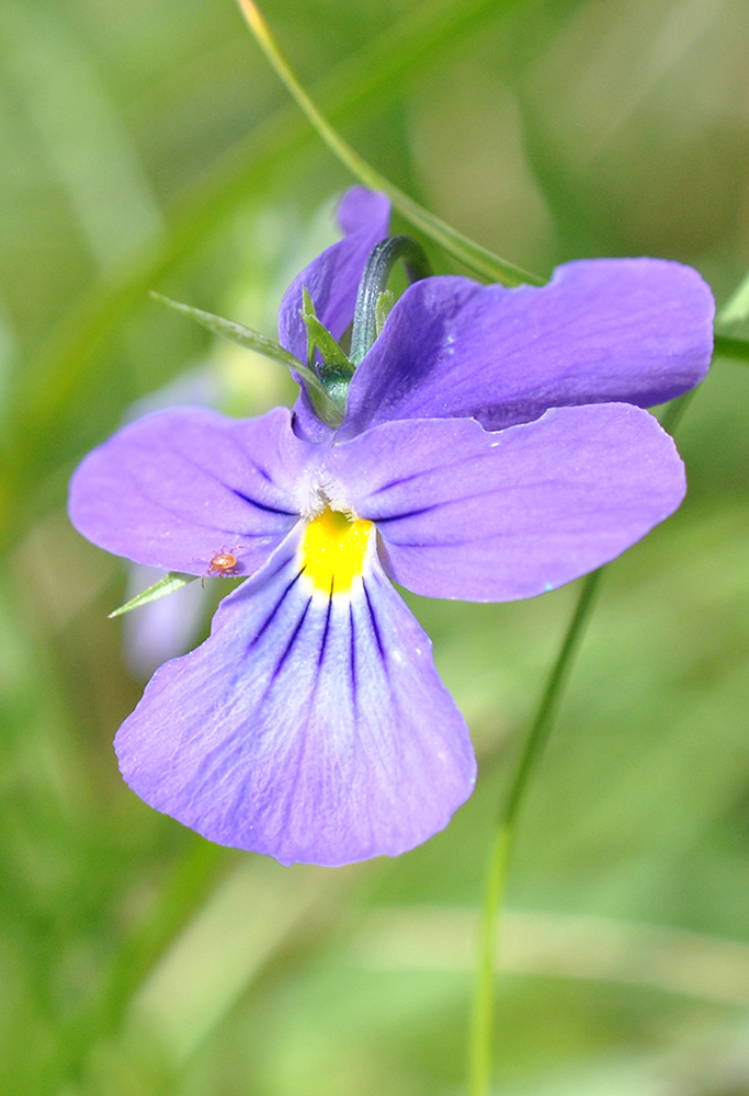 Изображение особи Viola disjuncta.