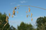 Bromus secalinus