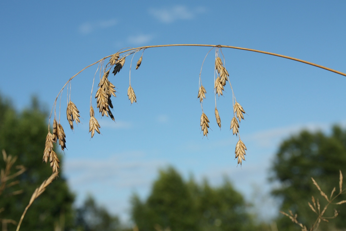 Image of Bromus secalinus specimen.