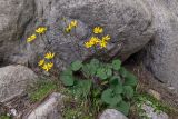 Dolichorrhiza renifolia