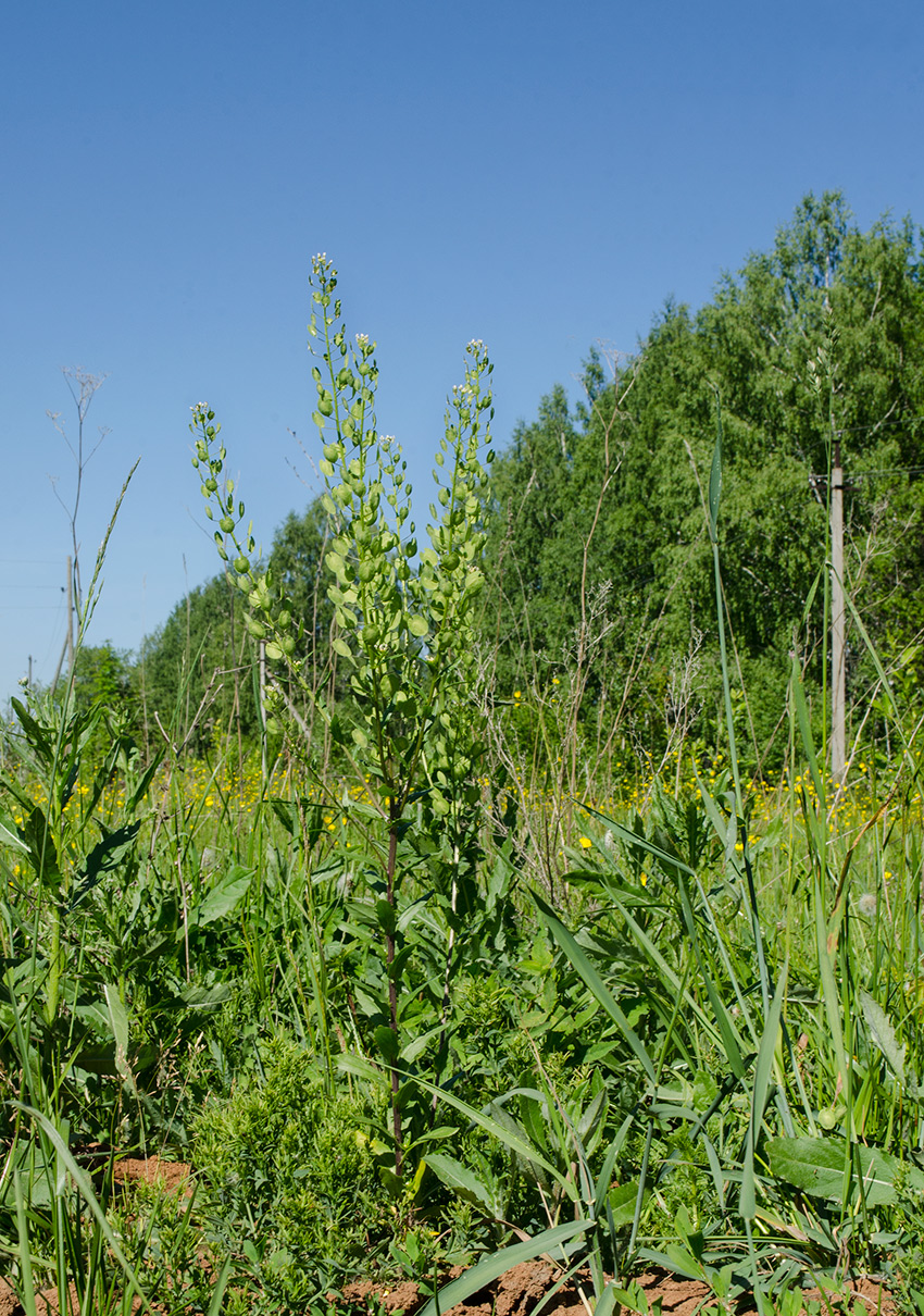 Image of Thlaspi arvense specimen.