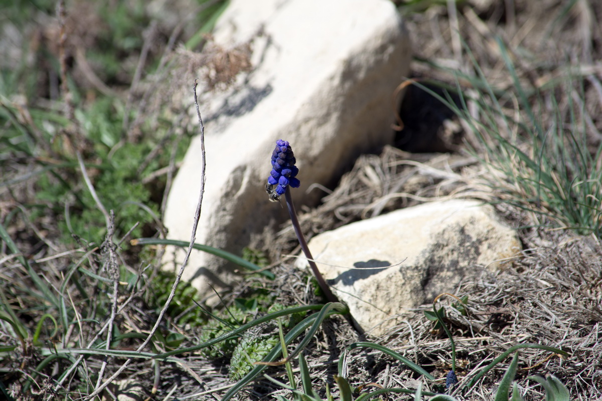 Изображение особи Muscari armeniacum.