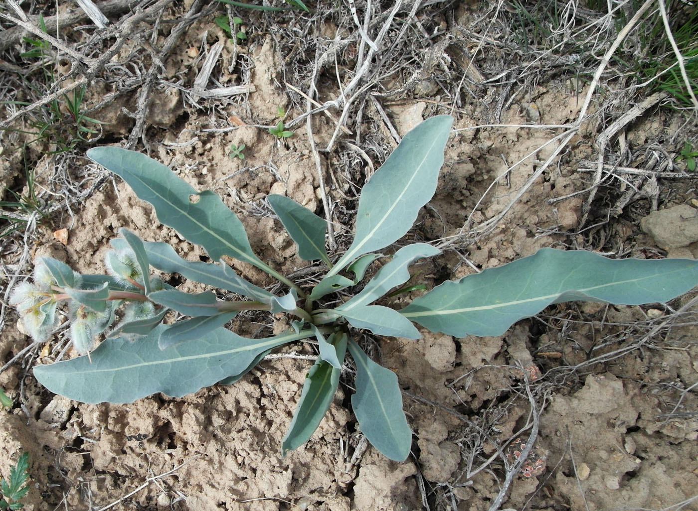 Изображение особи Rindera tetraspis.