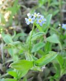 Myosotis palustris. Верхушка побега цветущего растения. Архангельская обл., Вельский р-н, окр. пос. Усть-Шоноша, берег р. Вель. 4 июля 2010 г.