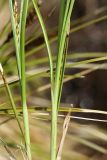 Carex appropinquata