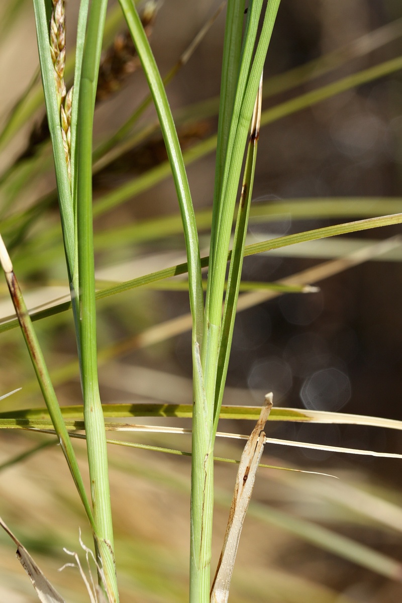 Изображение особи Carex appropinquata.