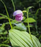 Cypripedium guttatum. Цветок в каплях росы. Пермский край, Оханский р-н, левый берег р. Кама, сосновый лес, вдоль лесной дороги. 18.06.2022.