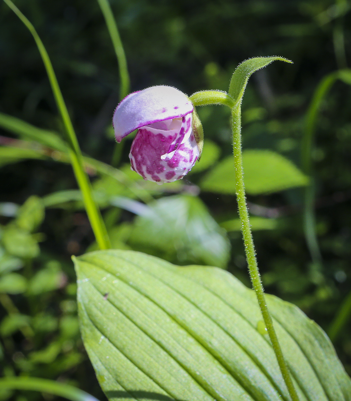 Image of Cypripedium guttatum specimen.