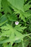 Geranium sibiricum