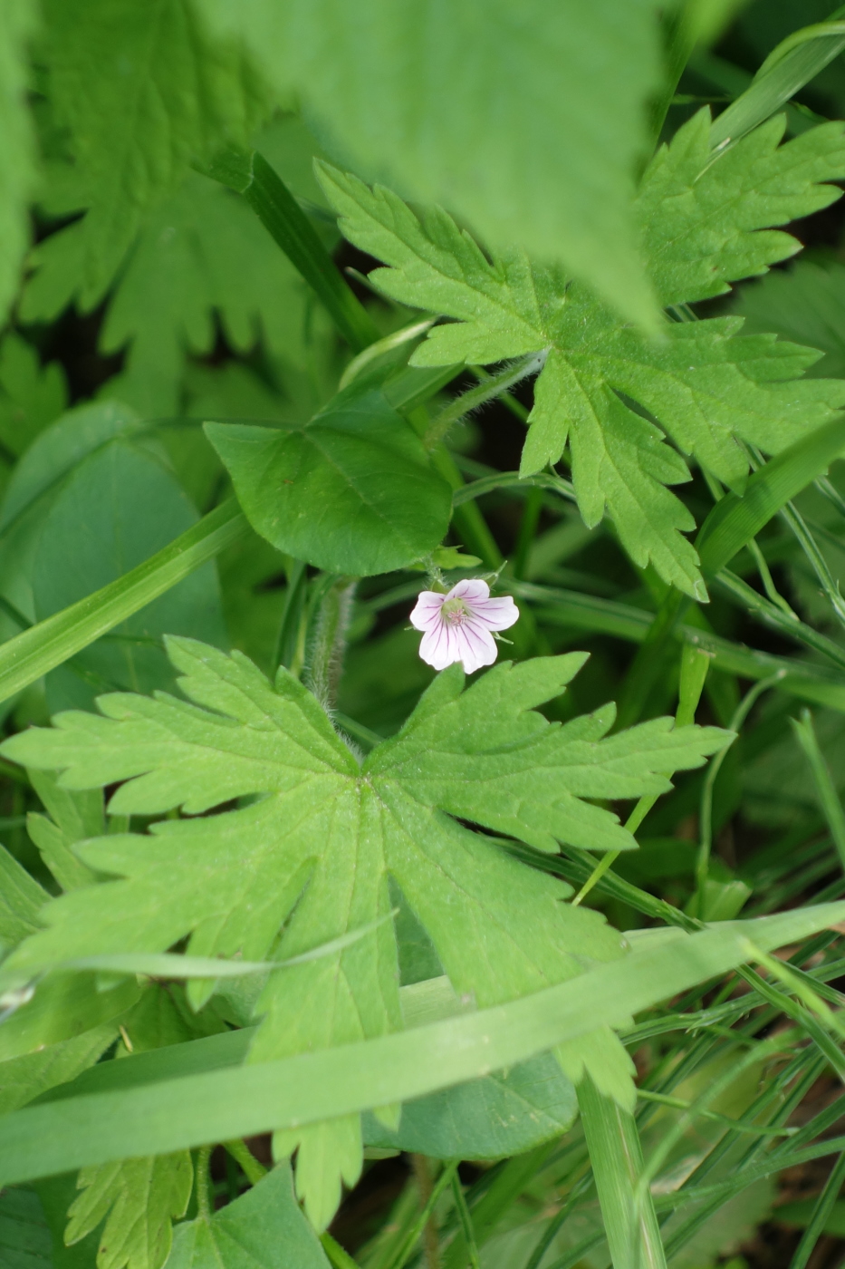 Image of Geranium sibiricum specimen.