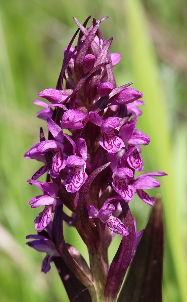 Image of Dactylorhiza incarnata specimen.