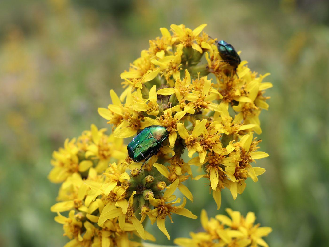 Image of Ligularia heterophylla specimen.