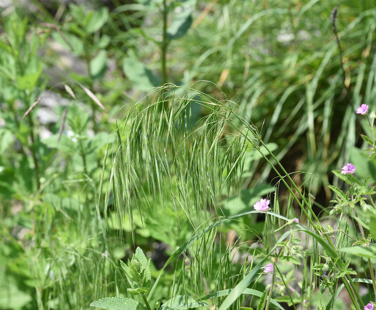 Image of genus Anisantha specimen.