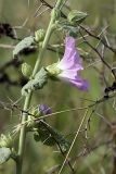 Alcea litwinowii