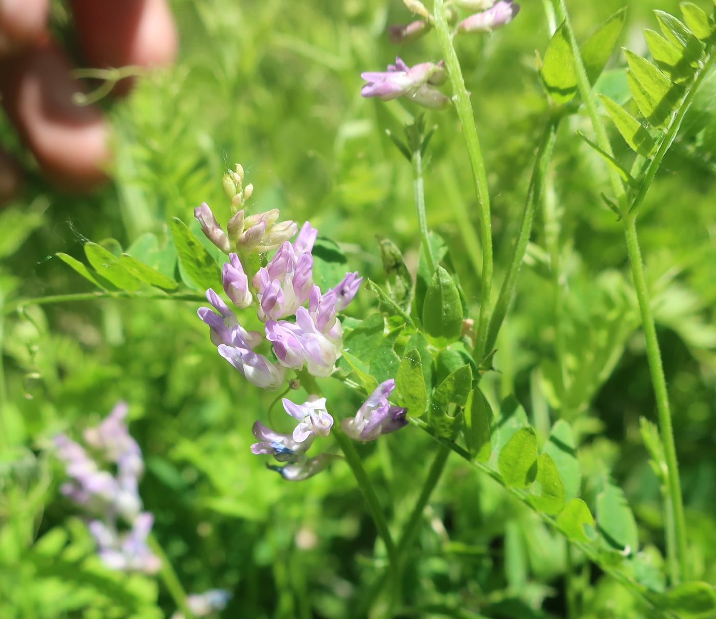 Image of Vicia cracca specimen.