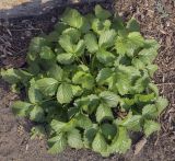 Potentilla norvegica