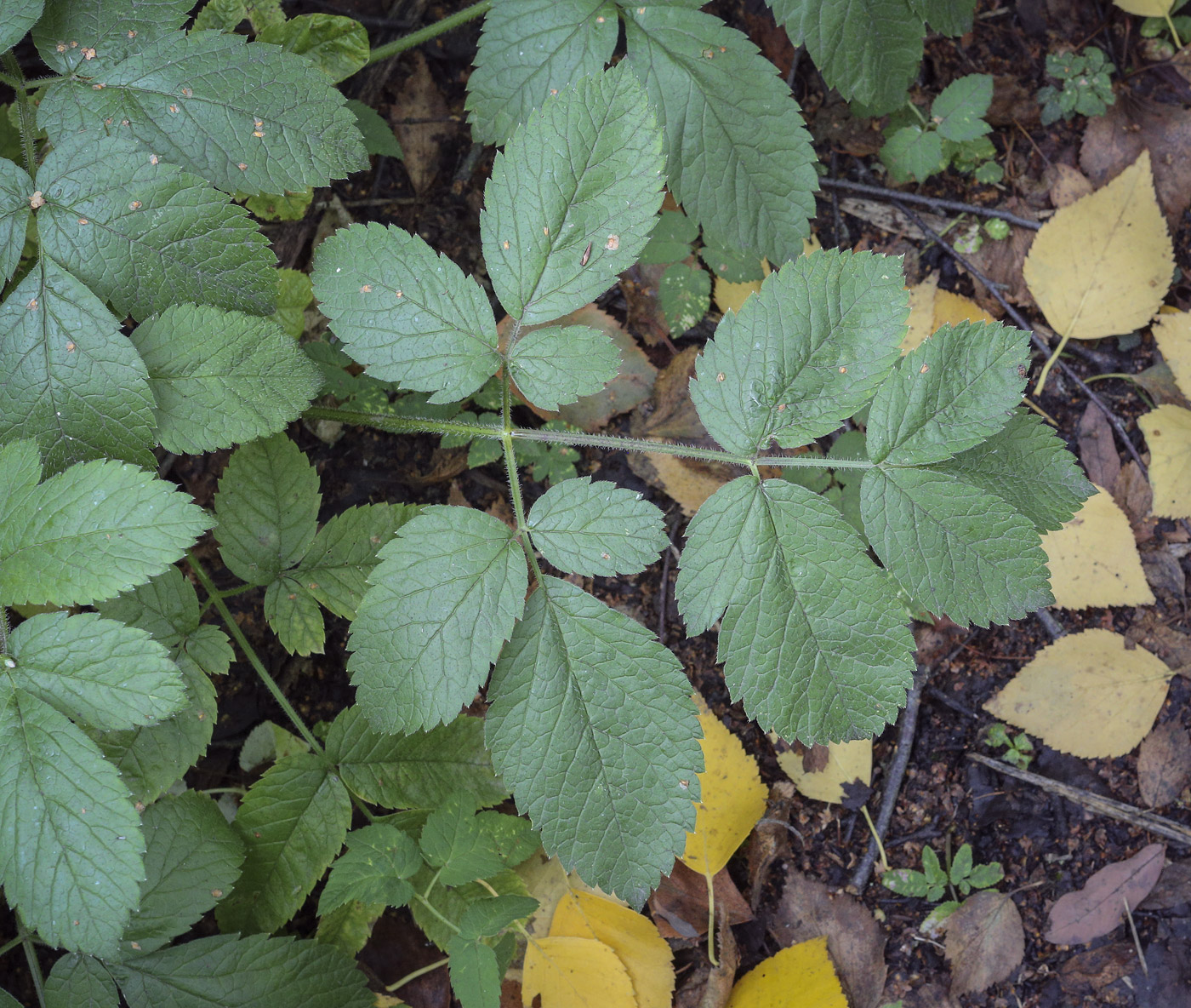 Изображение особи Chaerophyllum aromaticum.