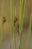 Juncus filiformis