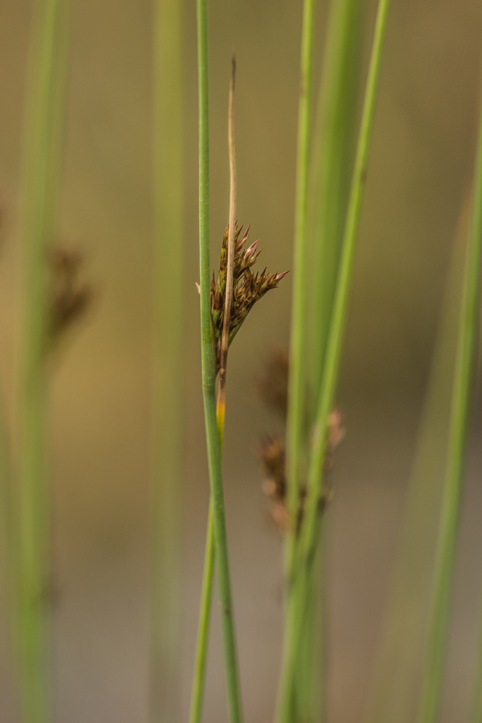 Изображение особи Juncus filiformis.