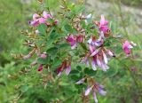 Lespedeza bicolor