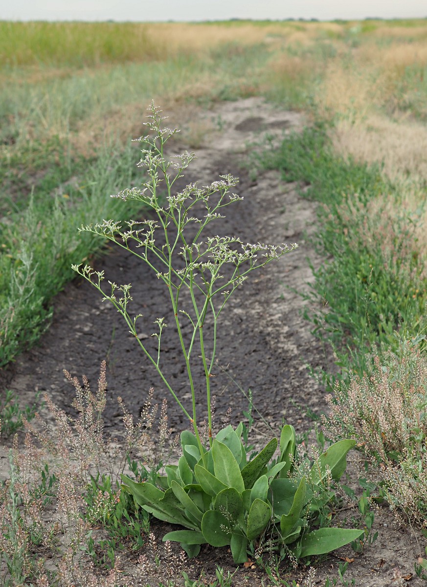 Изображение особи Limonium gmelinii.