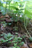 Linnaea borealis