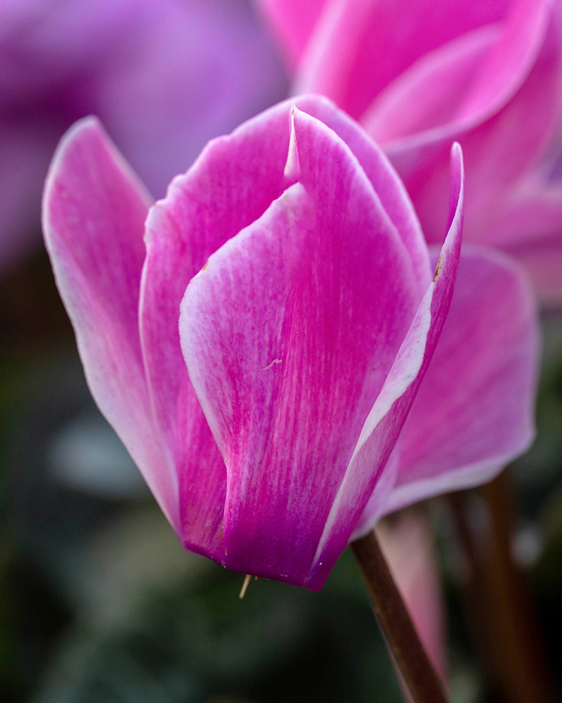 Image of Cyclamen persicum specimen.