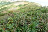 genus Salix. Плодоносящее растение в сообществе с Pinus pumila и плодоносящими Rhododendron aureum. Камчатский край, Елизовский р-н, природный парк \"Южно-Камчатский\", Вилючинский перевал. 18.08.2022.