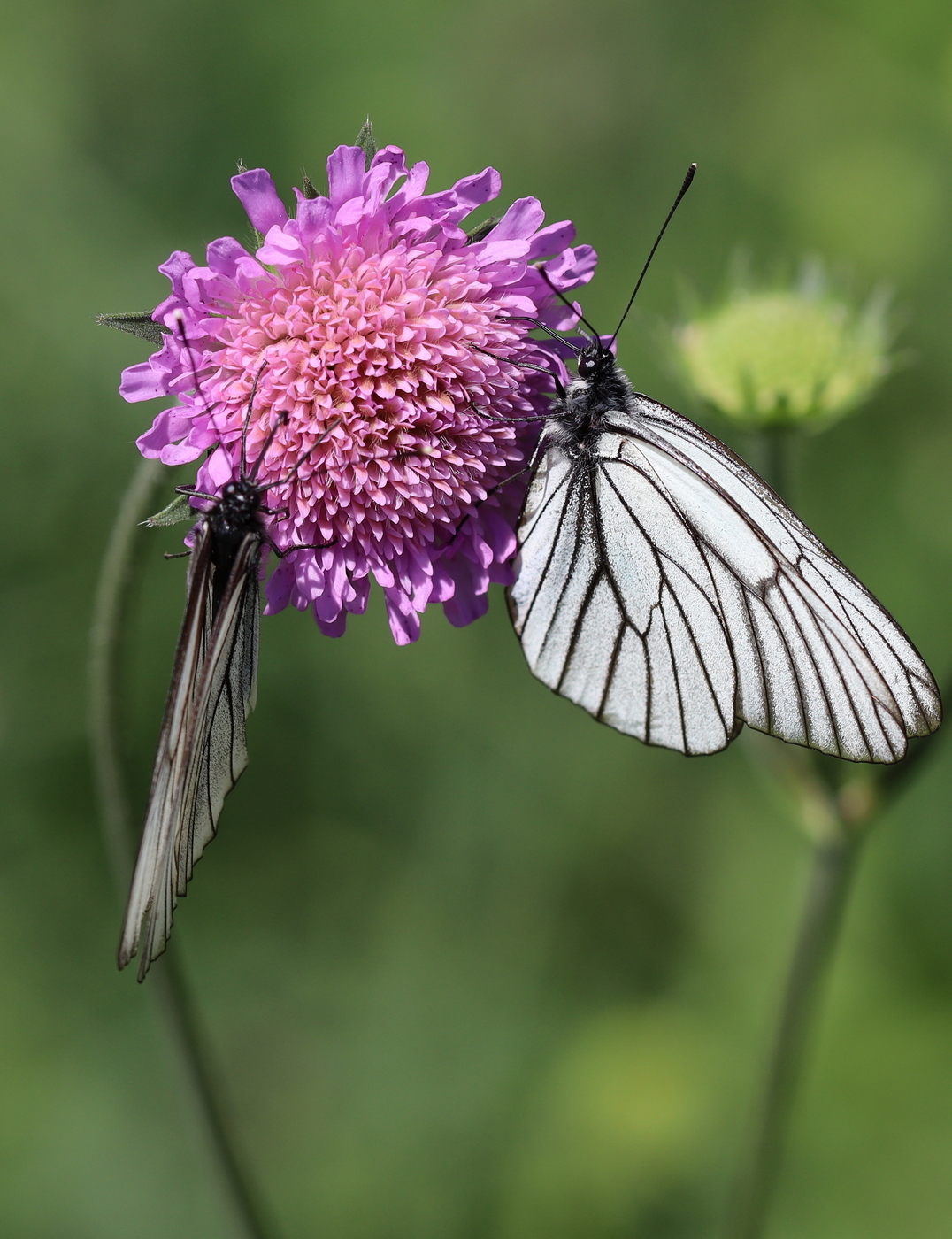 Image of Knautia arvensis specimen.