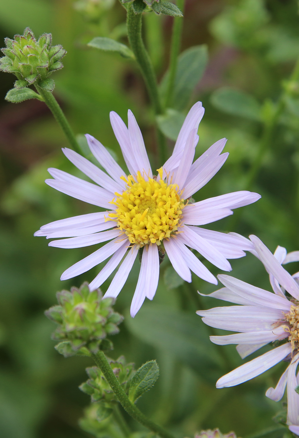 Image of Aster amellus specimen.