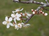 Prunus cerasifera. Верхушка веточки с соцветием. Краснодарский край, Крымский р-н, окр. станицы Неберджаевская, старый заброшенный сад. 31.03.2023.