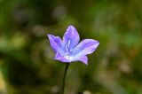 Campanula stevenii