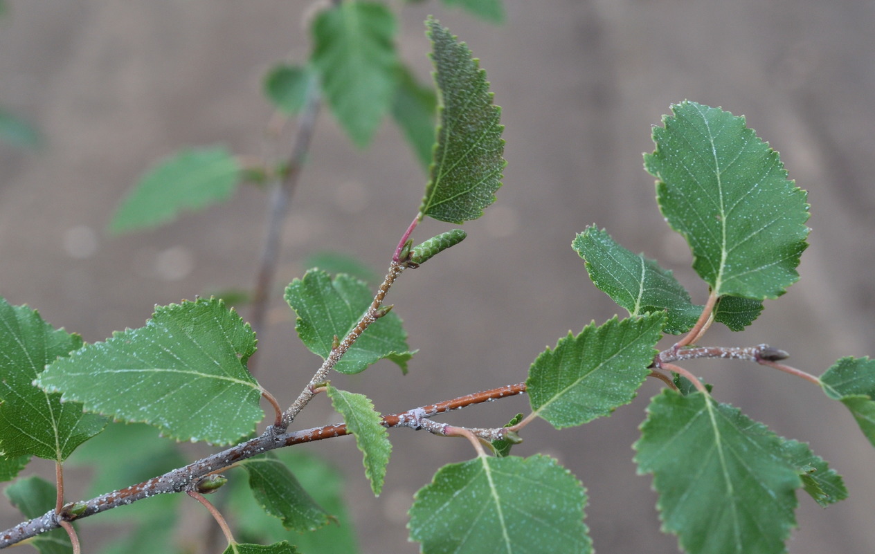 Image of Betula &times; zabelii specimen.