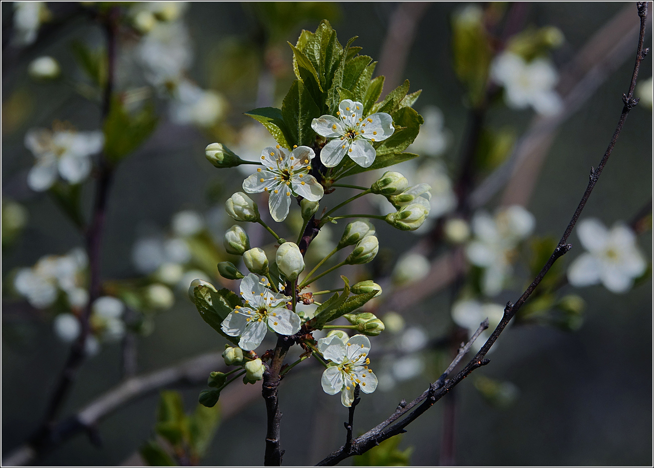 Image of Prunus domestica specimen.