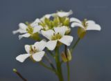 семейство Brassicaceae. Цветки. Приморский край, г. Владивосток, о. Русский, бух. Ахлёстышева, прибрежная песчаная полоса. 23.05.2023.