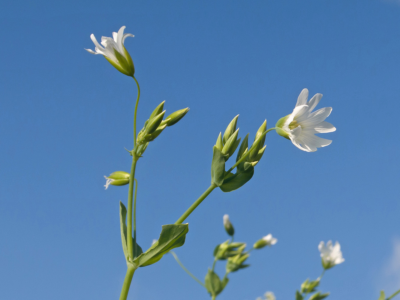 Image of Cerastium davuricum specimen.