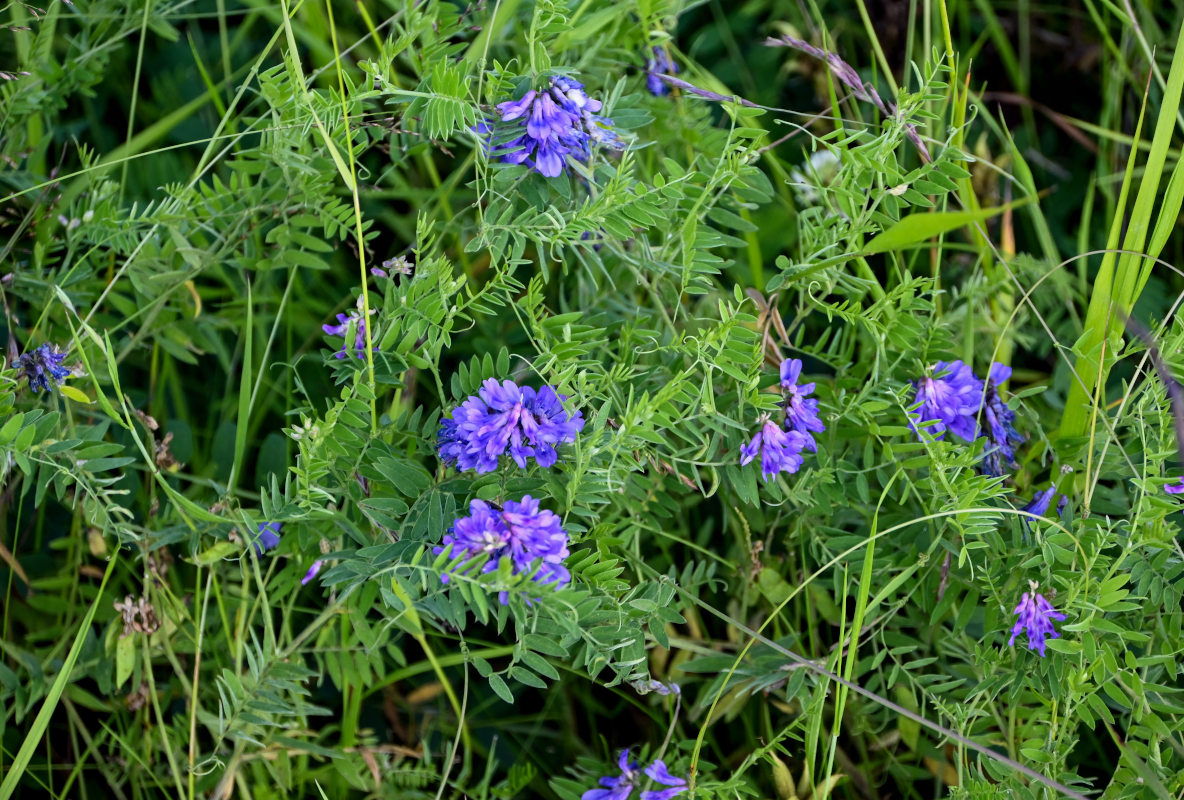 Image of Vicia cracca specimen.