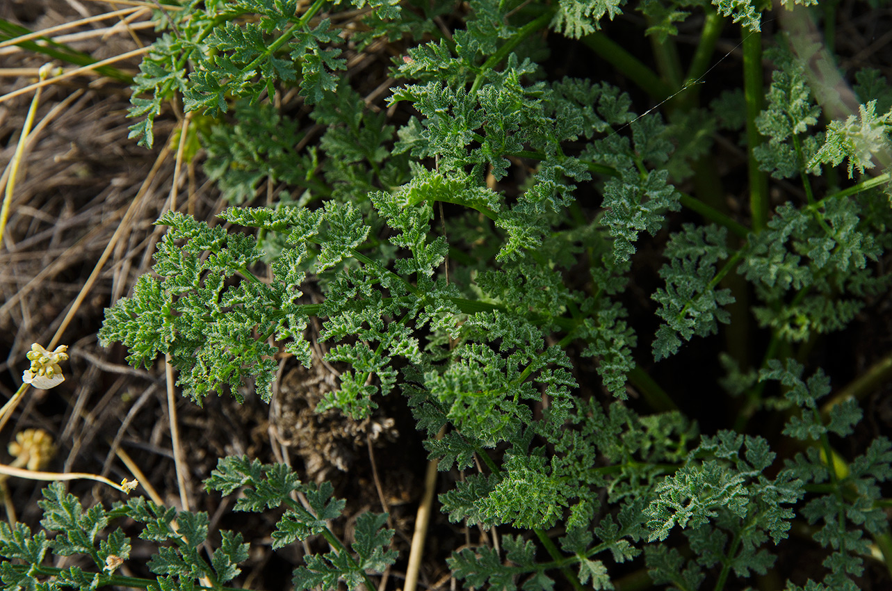 Image of familia Apiaceae specimen.